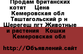 Продам британских котят  › Цена ­ 2 000 - Кемеровская обл., Таштагольский р-н, Шерегеш пгт Животные и растения » Кошки   . Кемеровская обл.